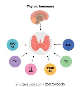 Image result for Thyroid Testing Algorithm