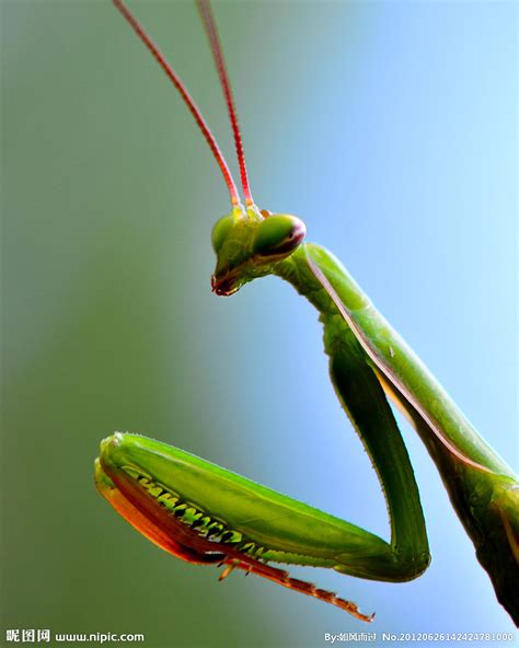 螳螂摄影图__昆虫_生物世界_摄影图库_昵图网nipic.com