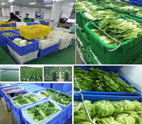 蔬菜配送-农产品配送公司-惠州大亚湾送菜公司-深圳市七亩地农产品实业有限公司