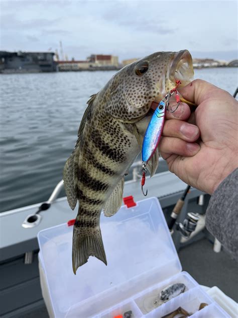 Bay / Harbor - SD Bay…Where have all the fishies gone. | Bloodydecks