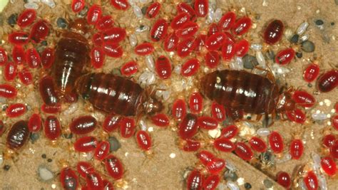 Baby Bed Bugs - 6 Attributes That You Should Know - pestwhisperer.com
