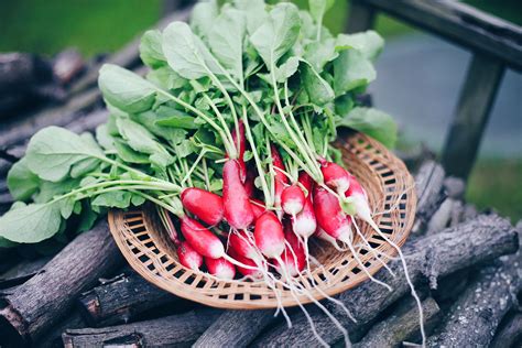 How to Use Radish Greens and Daikon Greens - FoodPrint