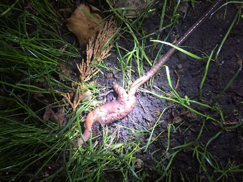 Earthworm Reproduction Cycle