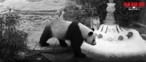 旅泰大熊猫死亡 保育员：就像自己的孩子去世一样(含视频)_手机新浪网