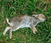 Image result for Dead Rabbit Funny