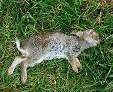 Image result for Found Baby Rabbit