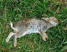 Image result for Dead Baby Rabbits
