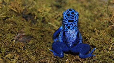 Central Florida Zoo & Botanical Gardens Poison Dart Frog Attraction ...