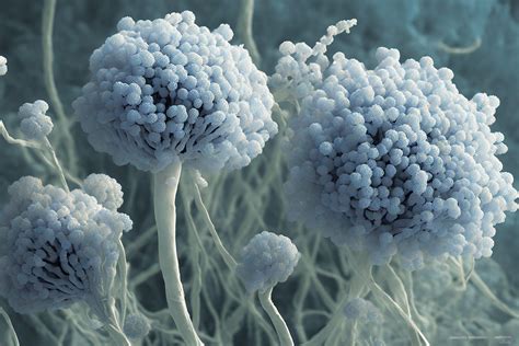 Aflatoxin | Hygiena