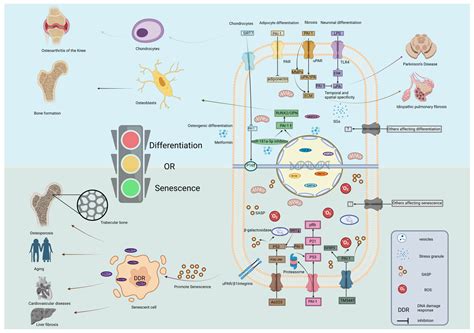 PAI-1: A Key Signal at the Crossroads of Stem Cell Differentiation and ...