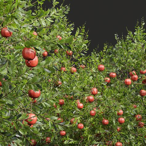 ArtStation - Punica Granatum Pomegranate Fruit tree | Resources
