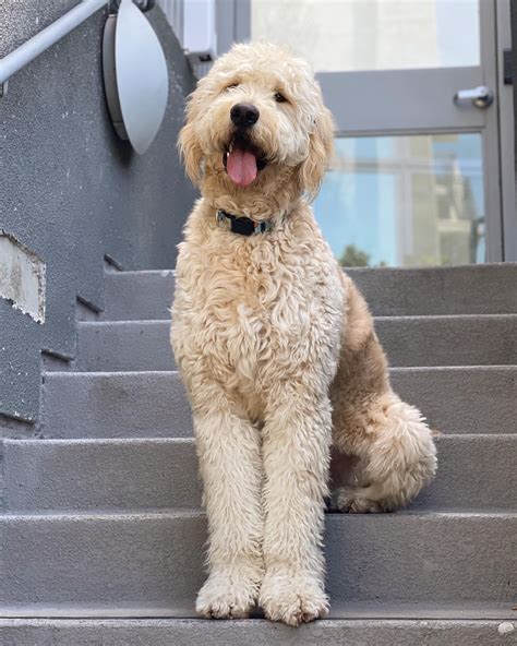 18 months 85 lbs and still growing! Pretty Goldendoodles Groodle dogs # ...
