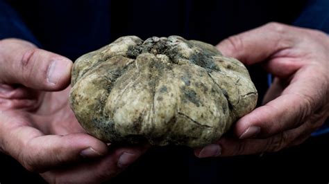 Most Expensive Truffle Mushroom 7 Expensive Types Of Mushrooms To Know