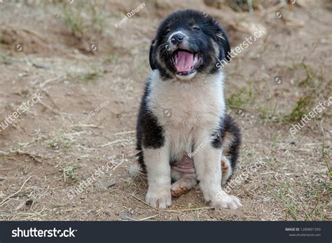 Are Karakachan Dogs Healthy