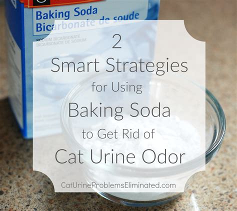 Will Baking Soda Get Rid Of Cat Urine Smell In Carpet | www ...