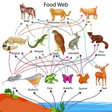 Functions of an ecosystem — lesson. Social Science, Class 9.