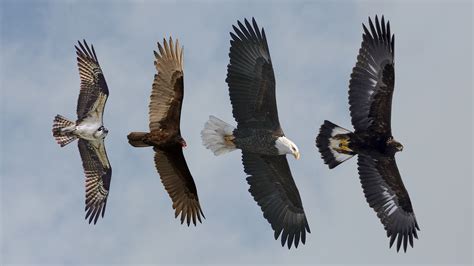 Golden Eagle Flying