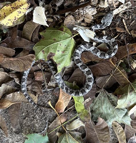 Found in my chicken coop, northeast Pennsylvania : r/snakes