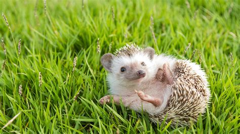 Hedgehogs As Pets