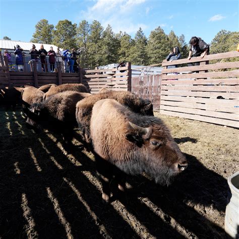American Great Plains Animals