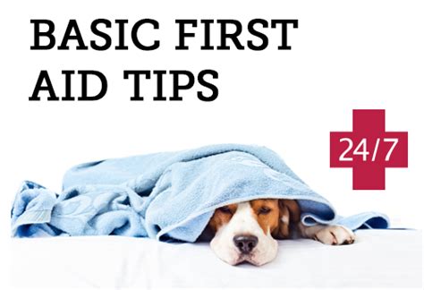 Image result for Basic First Aid for Pets
