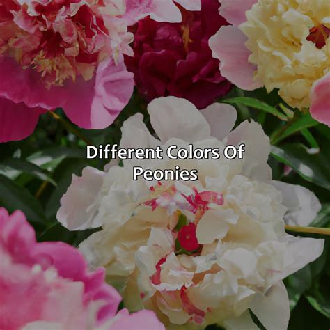 What Color Are Peonies - colorscombo.com