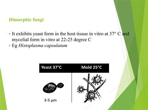 Morphology and classification of fu..ngi