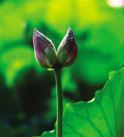 惊艳花朵风景图片：花开并蒂美哉!_风景_中国古风图片大全_古风家