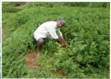 Horticulture :: Vegetables :: Celery