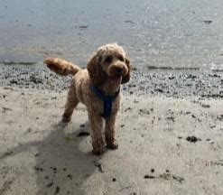 Cockapoo Barking Sound 的图像结果