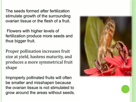 Importance of pollinator in fruit crops | PPTX
