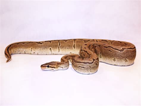 Image result for Leopard Freeway Ball Python