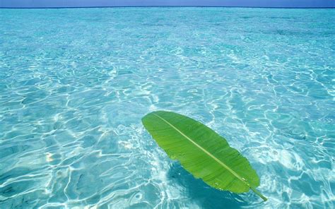 Example Clear Background 的图像结果