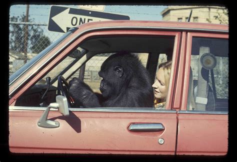 Koko, the gorilla that knew sign language, dies aged 46