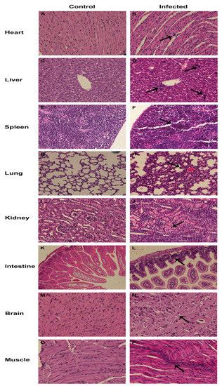 A Neonatal Murine Model for Caprine Enterovirus Infection and the Viral ...