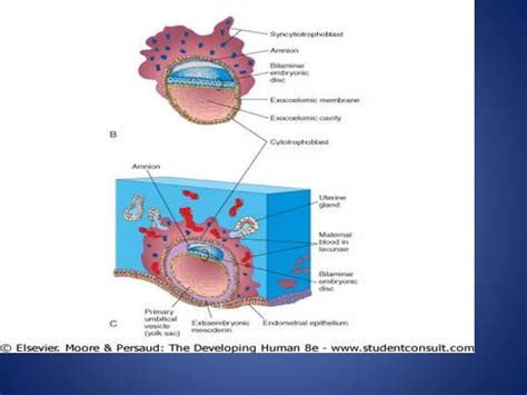 Image result for 2nd Week of Development