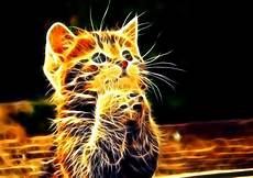 Animals Wallpapers Cool Animals by Cool Animal Hd Wallpaper Wallpapersafari Animals Wallpapers Cool Animals