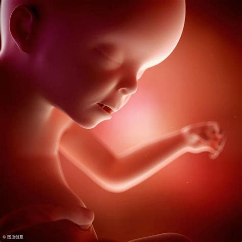 好神奇！1到40周的胎儿详细发育图！