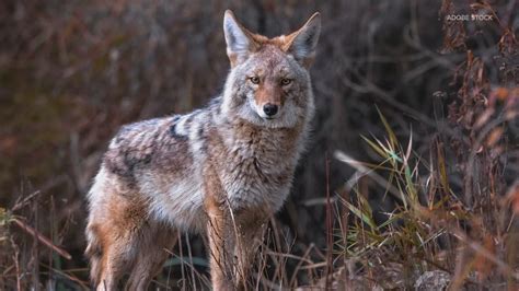 Coyote Do They Hibernate