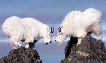 mountain goat 的图像结果