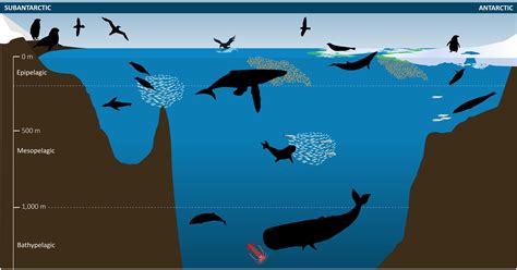 What Animals Live In The Different Ocean Zones at Norman Nelson blog