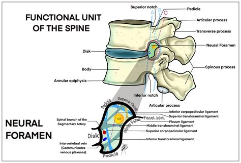 Exploring Pathways for Pain Relief in Treatment and Management of Lumbar Foraminal Stenosis: A ...