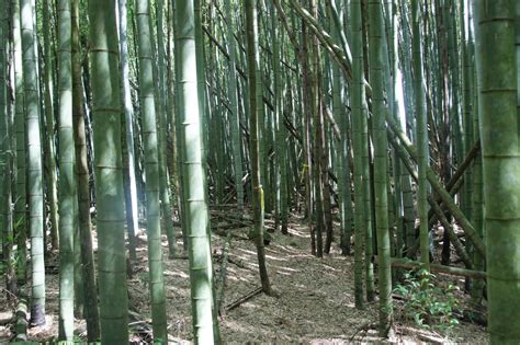 1798林峰林若荷1798林峰荷花小说2022已更新今日资讯