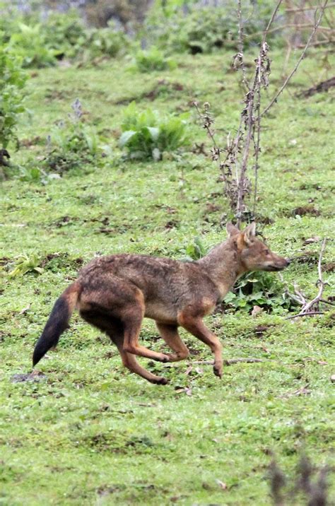 Genus Lupulella African Jackals — Coke Smith Wildlife
