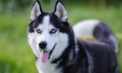 10 Razas de Perros Bonitos del Mundo | Te enamorarán