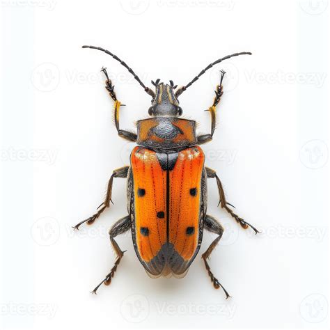 A large orange and black bug with black spots 50401040 Stock Photo at ...