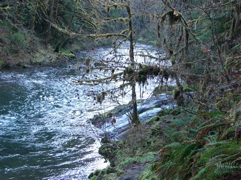 Elevation of Fall Creek Trailhead #1, Big Fall Creek Rd, Fall Creek, OR ...