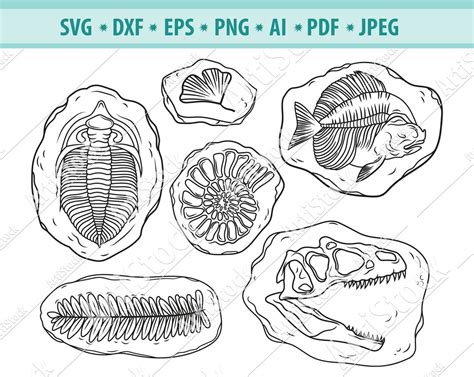 Fossils Svg Bundle, Ammonoid Fossil Svg, Dinosaur Fossil Svg, Ancient ...