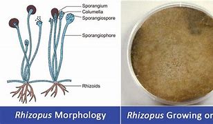 Image result for Rhizopus