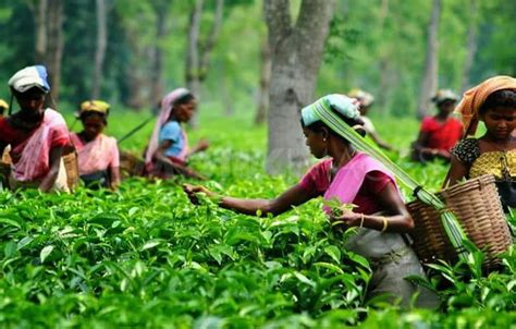 Valparai, Valparai tourism, Valparai tour package, Valparai tours ...